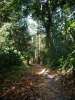 Chemin dans la jungle menant a Elephant Beach