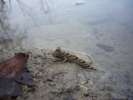 Il etait une fois la Vie, poisson amphibie a pattes 