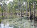 Mangrove a maree haute