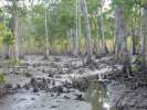 Mangrove a maree basse