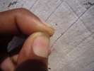 Capture exceptionnelle d'une sanguinaire sand fly ( mouche des sables, grosses demangaisons apres sa piqure )