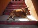 Taureau a l Ashram, Rishikesh