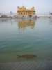 Petit poisson , Golden Temple